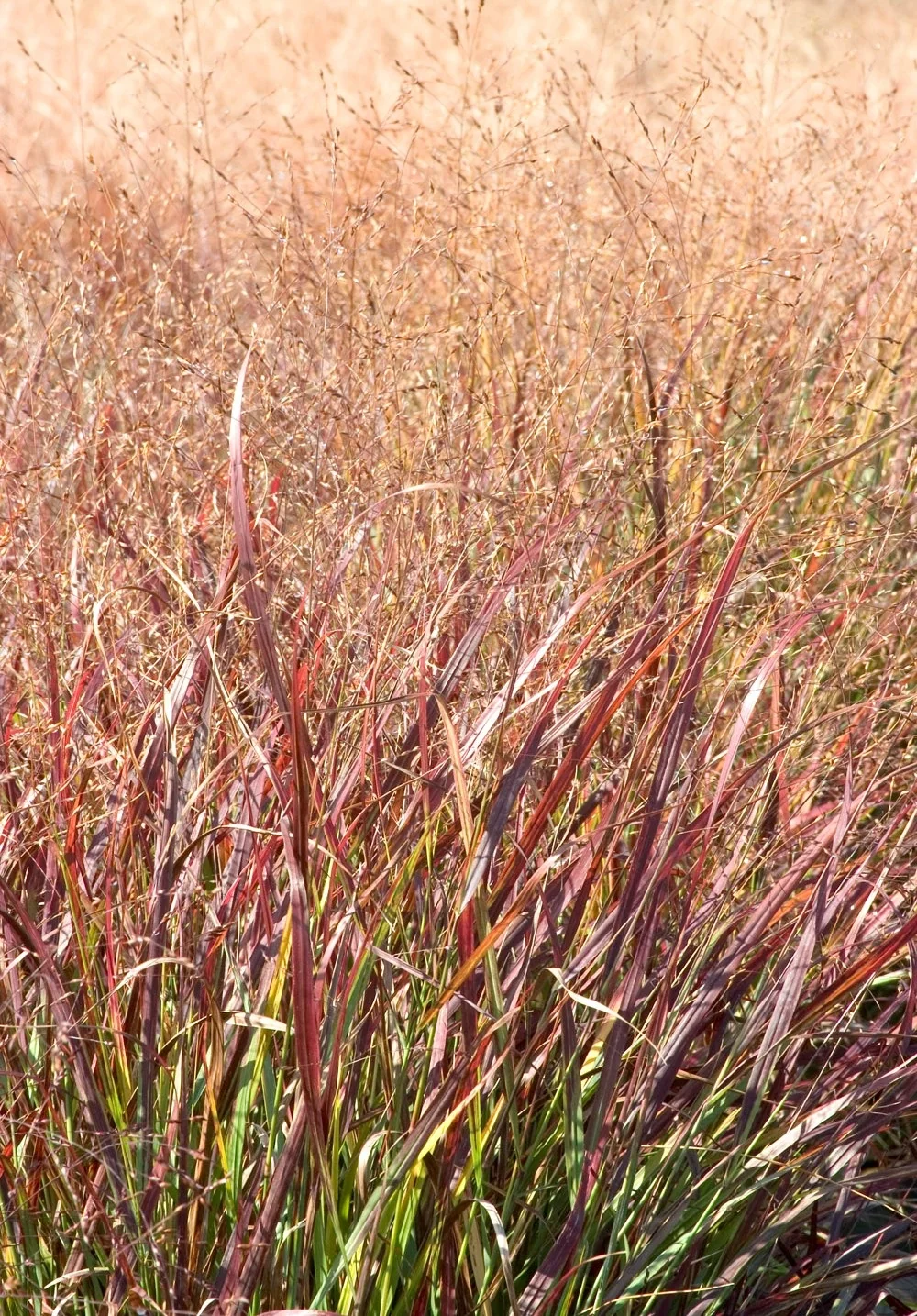 Shenandoah Switch Grass 7 Shenandoah Switch Grass
