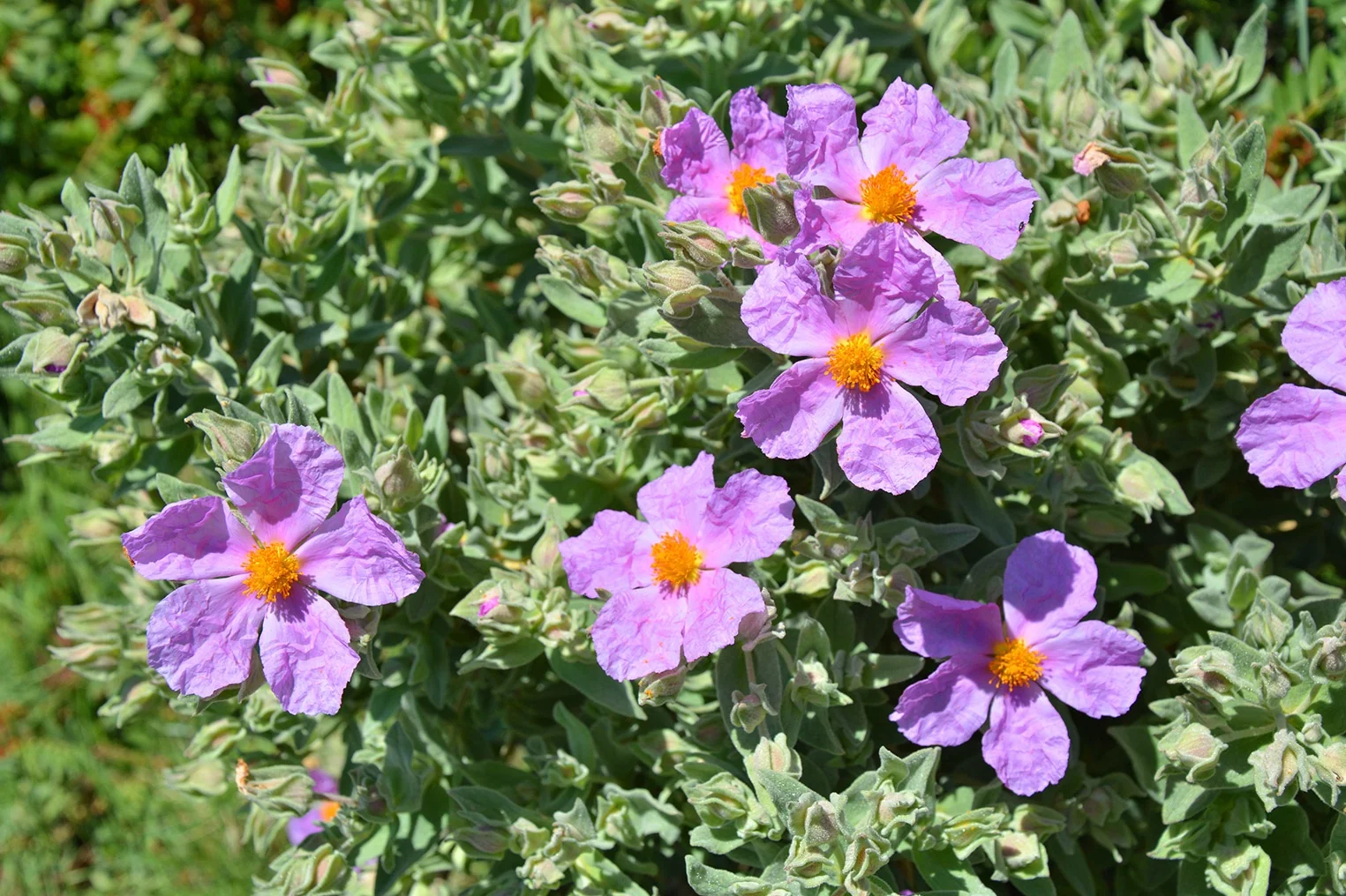 Santa Cruz Rock Rose 2 Santa Cruz Rock Rose