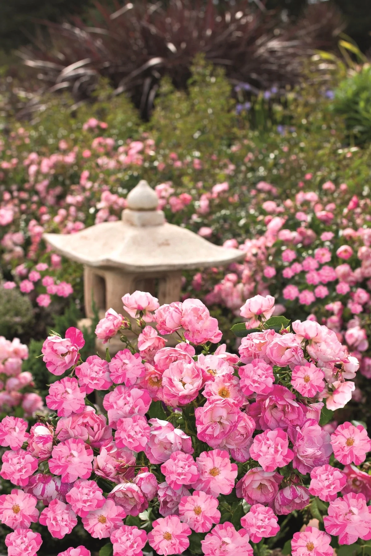 Flower Carpet® Pink Splash Rose 5 Flower Carpet® Pink Splash Rose
