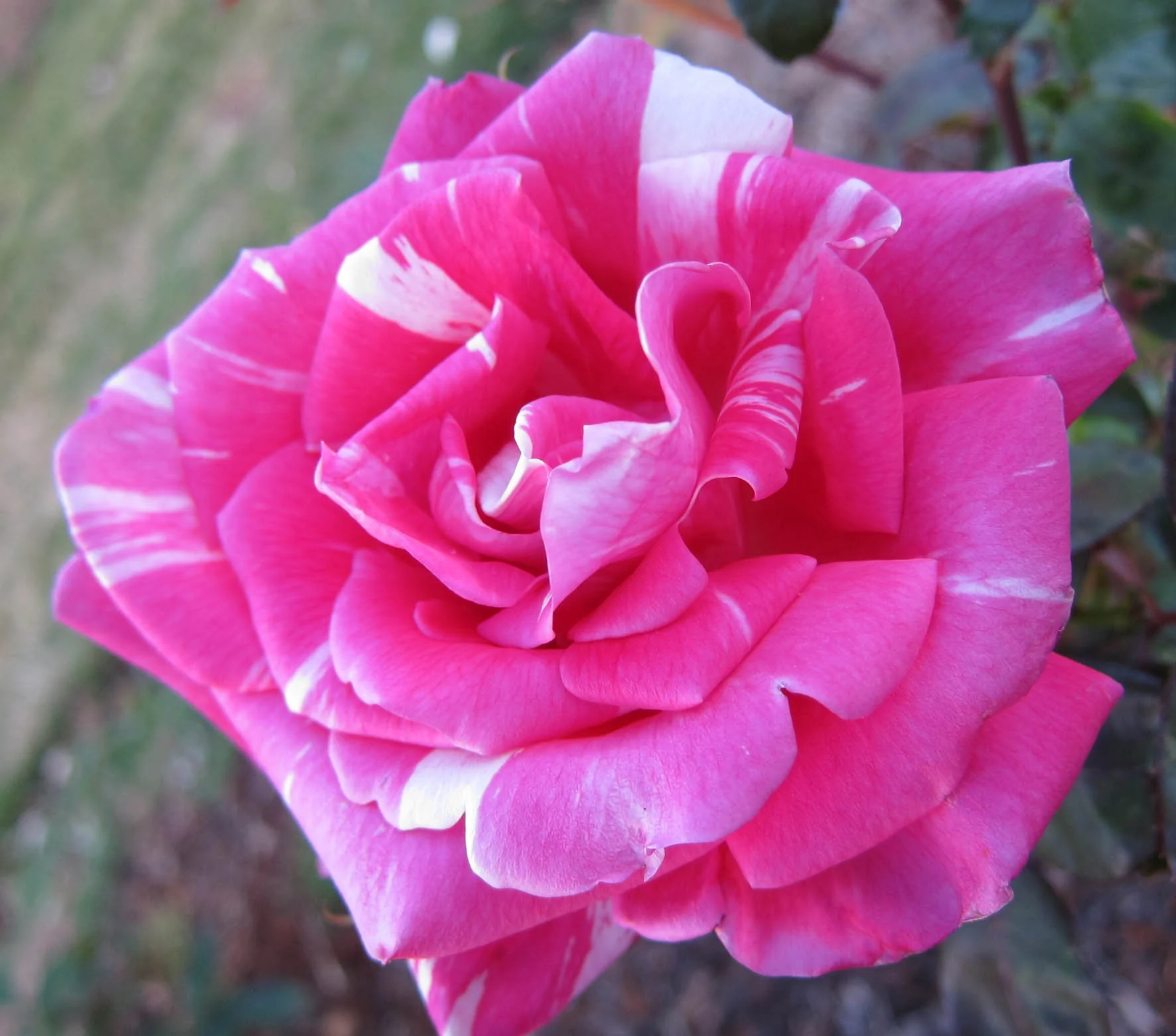 Flower Carpet® Pink Splash Rose