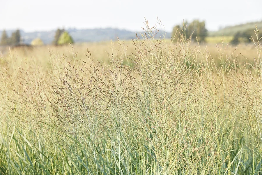Prairie Dog Switch Grass 9 Prairie Dog Switch Grass
