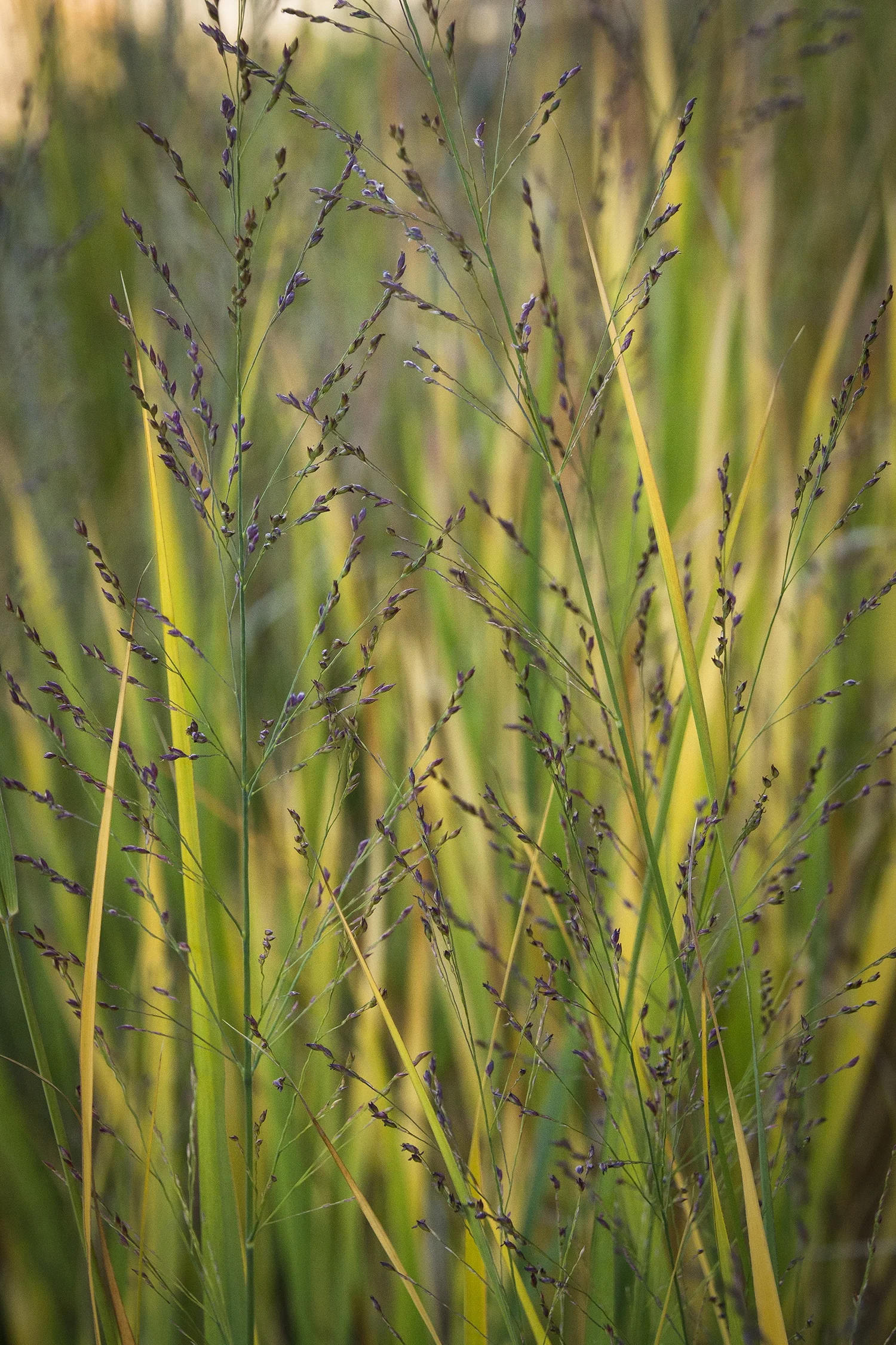 Northwind Switch Grass 4 Northwind Switch Grass