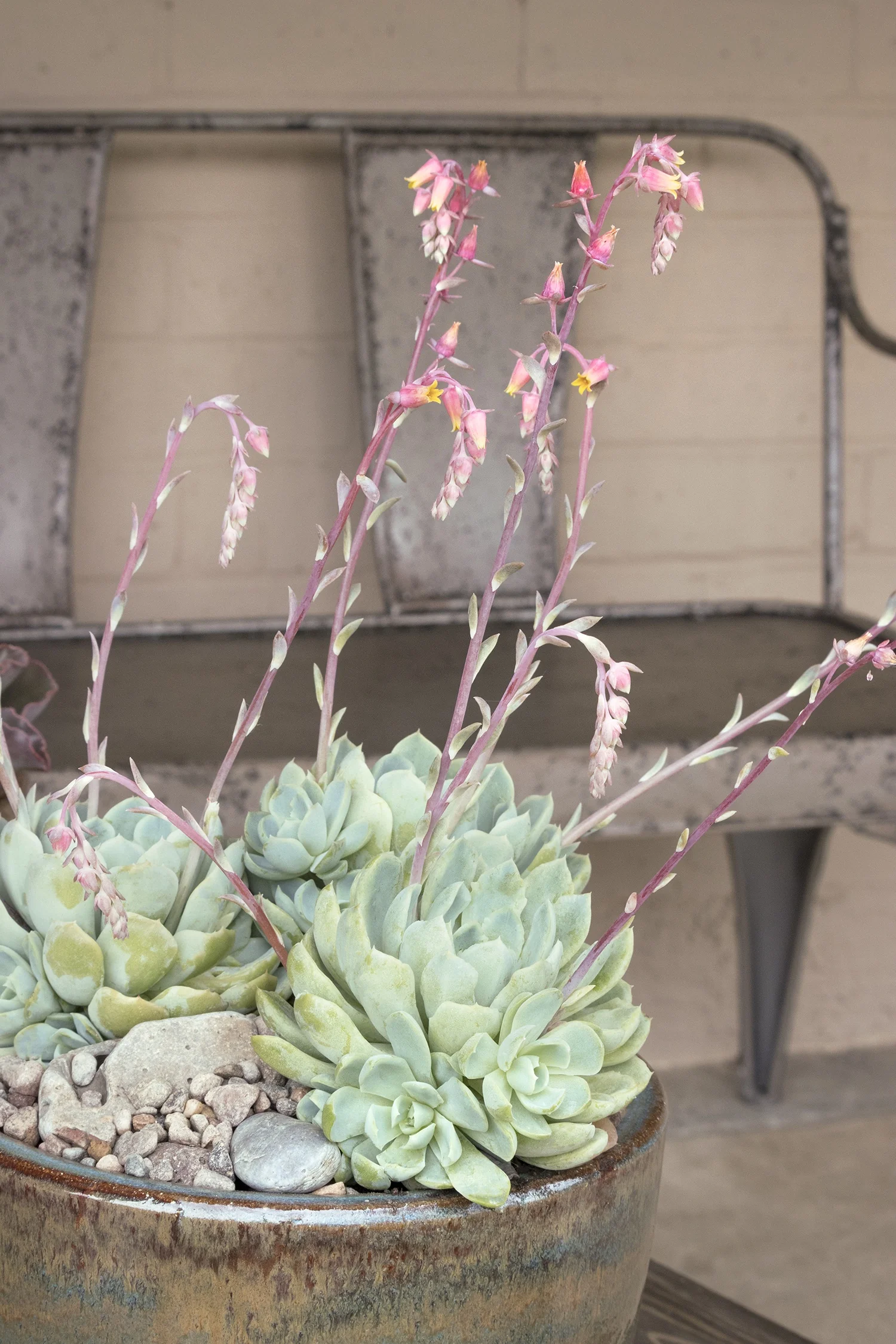 Mexican Snowball Echeveria 3 Mexican Snowball Echeveria