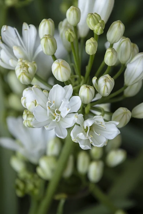 Double Diamond Agapanthus 2 Double Diamond Agapanthus