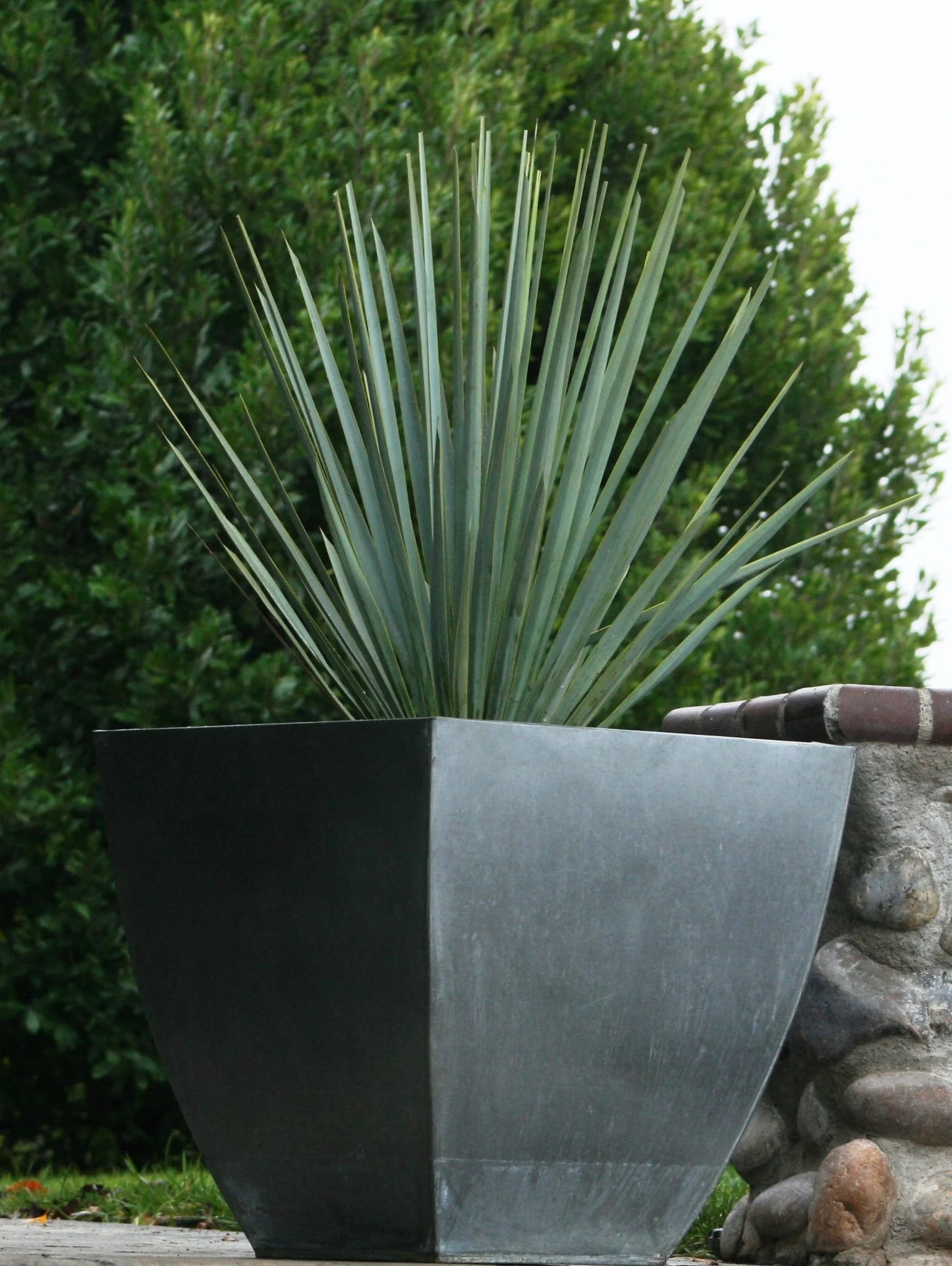 Blue Yucca 9 Blue Yucca