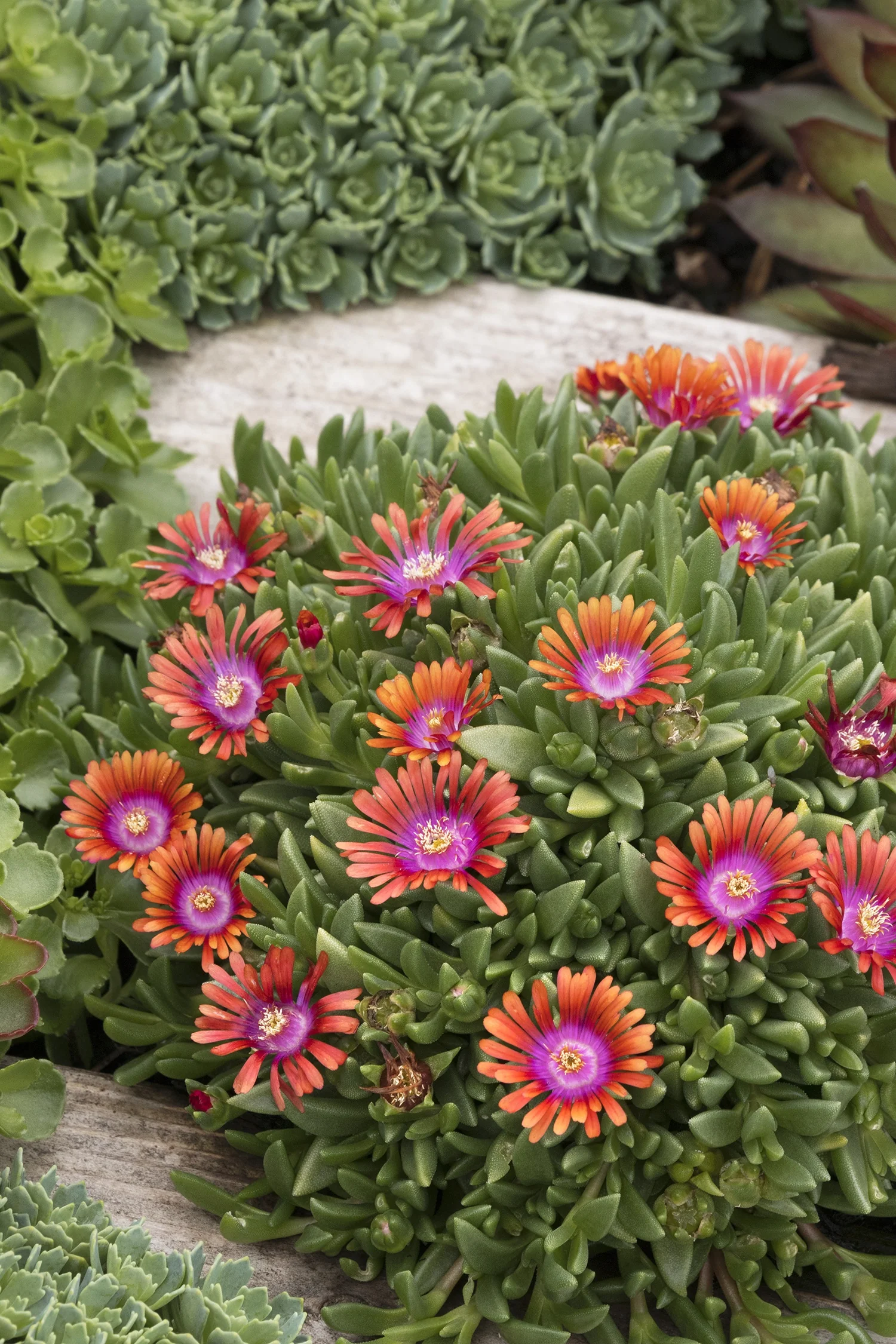 Fire Spinner® Ice Plant 7 Fire Spinner® Ice Plant