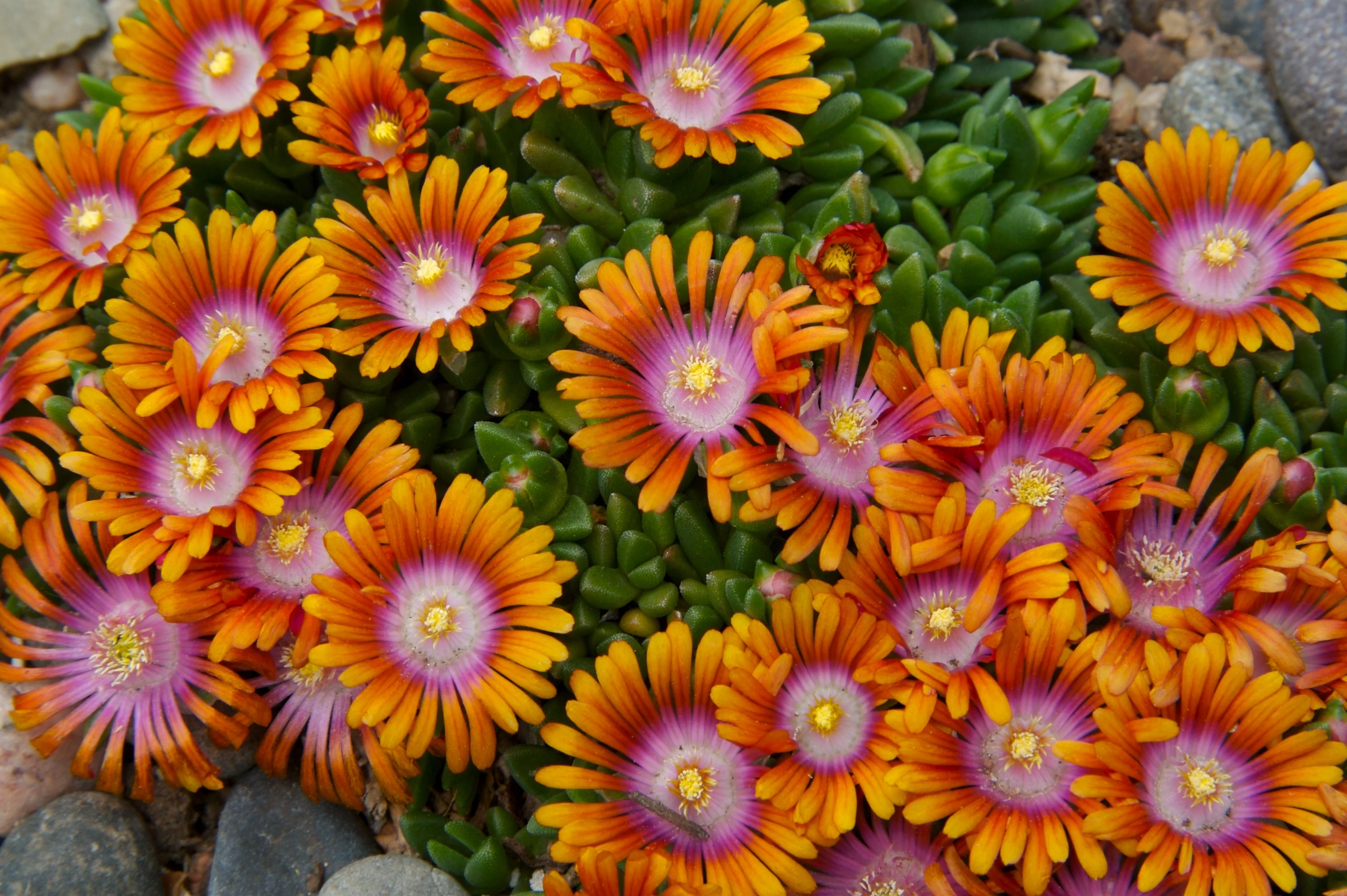 Fire Spinner® Ice Plant 2 Fire Spinner® Ice Plant