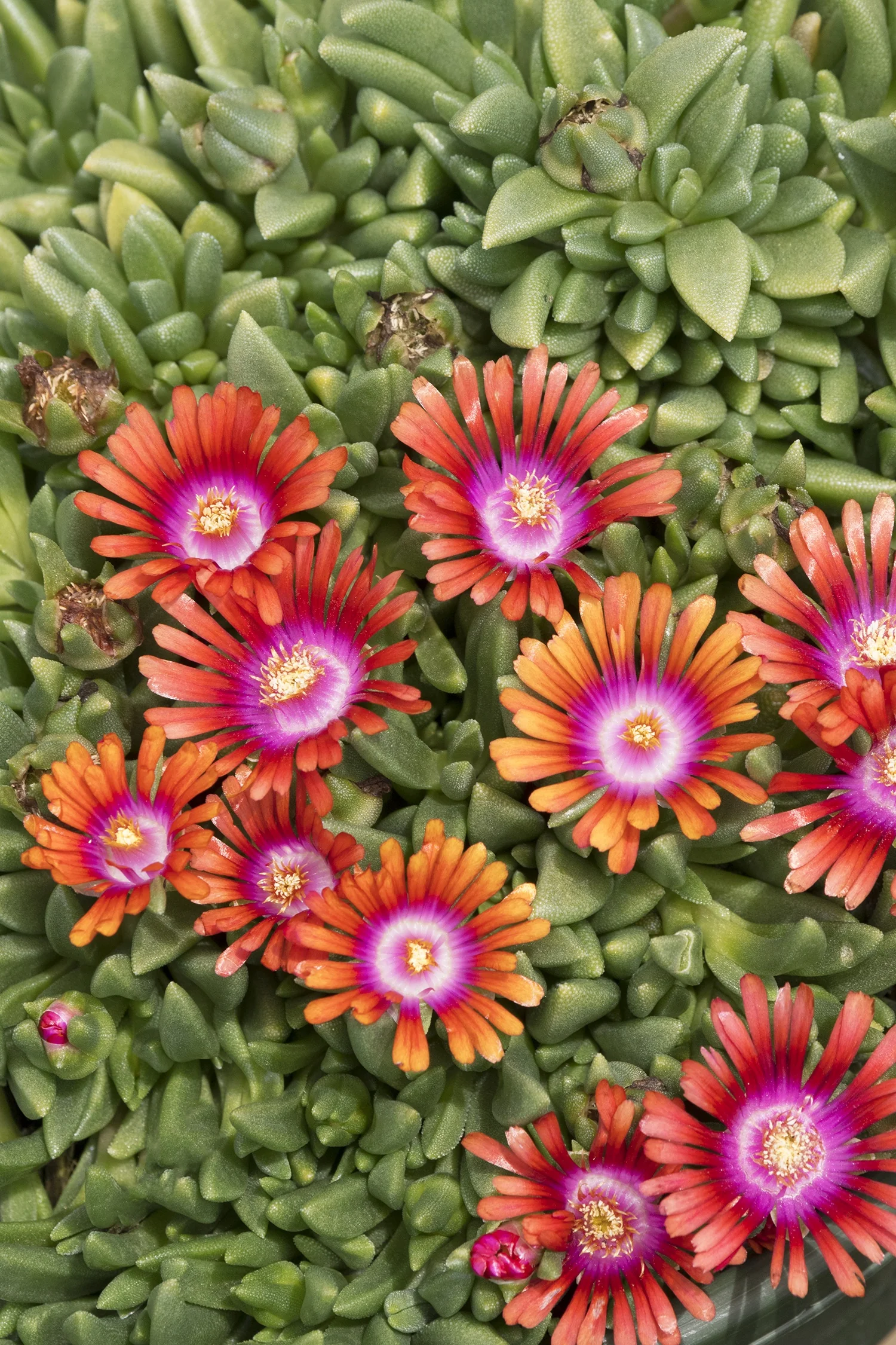 Fire Spinner® Ice Plant 3 Fire Spinner® Ice Plant