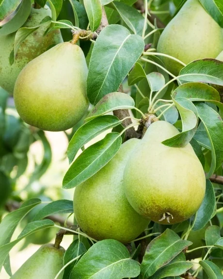 Three-in-One Combo Pear 13 Three-in-One Combo Pear