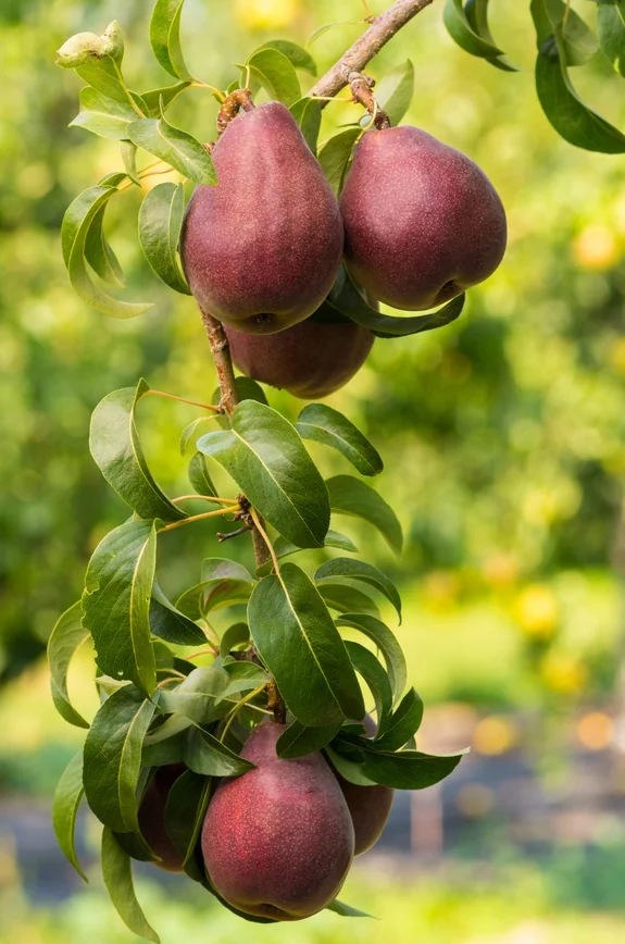 Three-in-One Combo Pear 2 Three-in-One Combo Pear