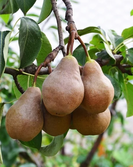 Three-in-One Combo Pear 3 Three-in-One Combo Pear