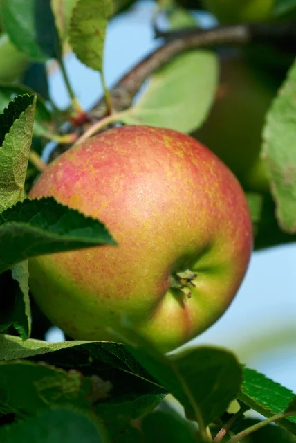 Six-in-One Combo Apple 1 Six-in-One Combo Apple