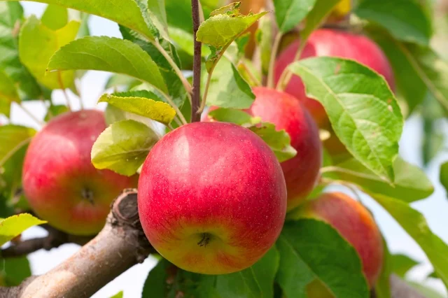 Six-in-One Combo Apple 3 Six-in-One Combo Apple