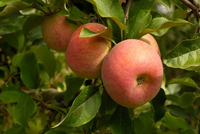 Six-in-One Combo Apple 5 Six-in-One Combo Apple