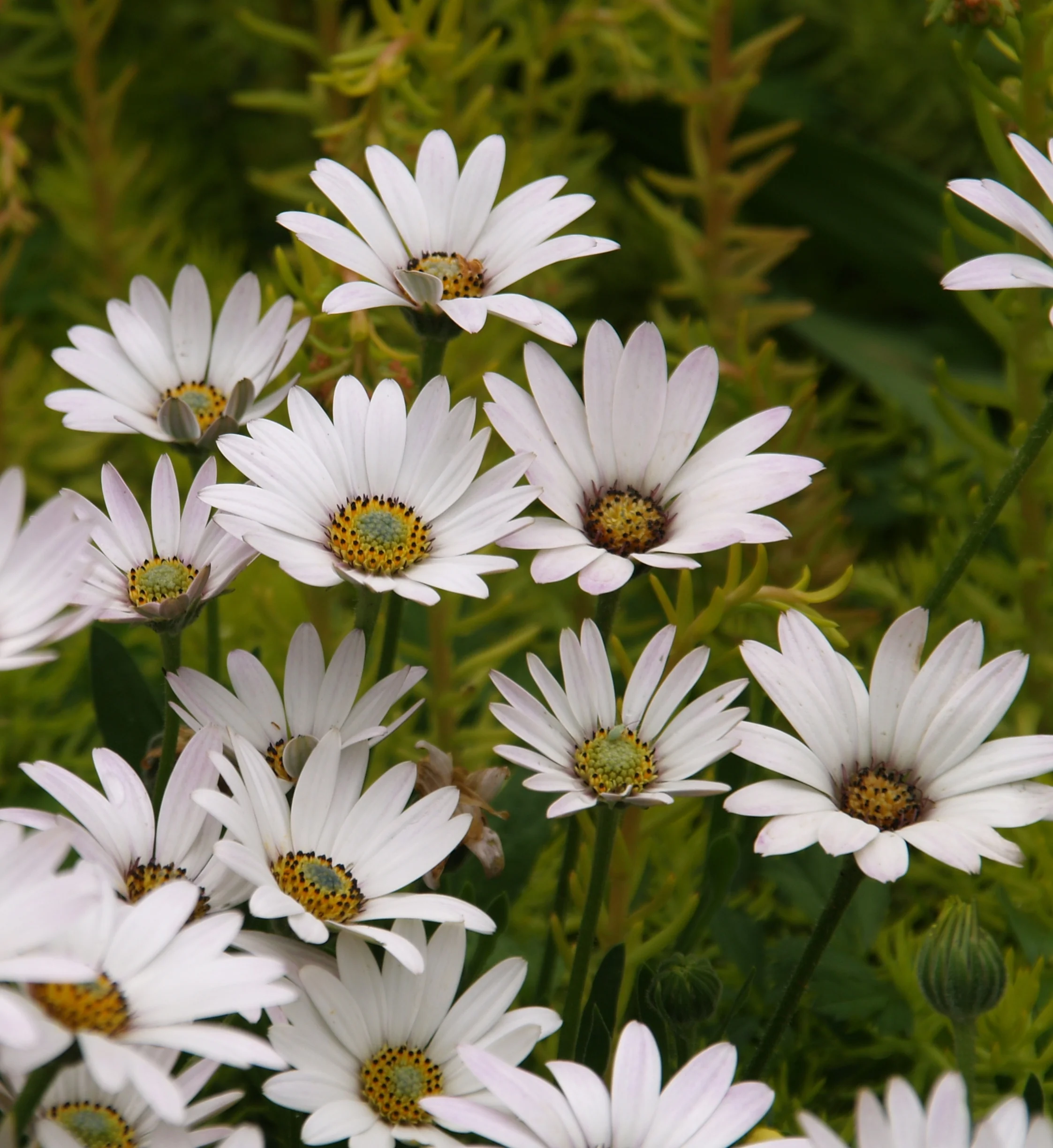 Avalanche White Sun Daisy