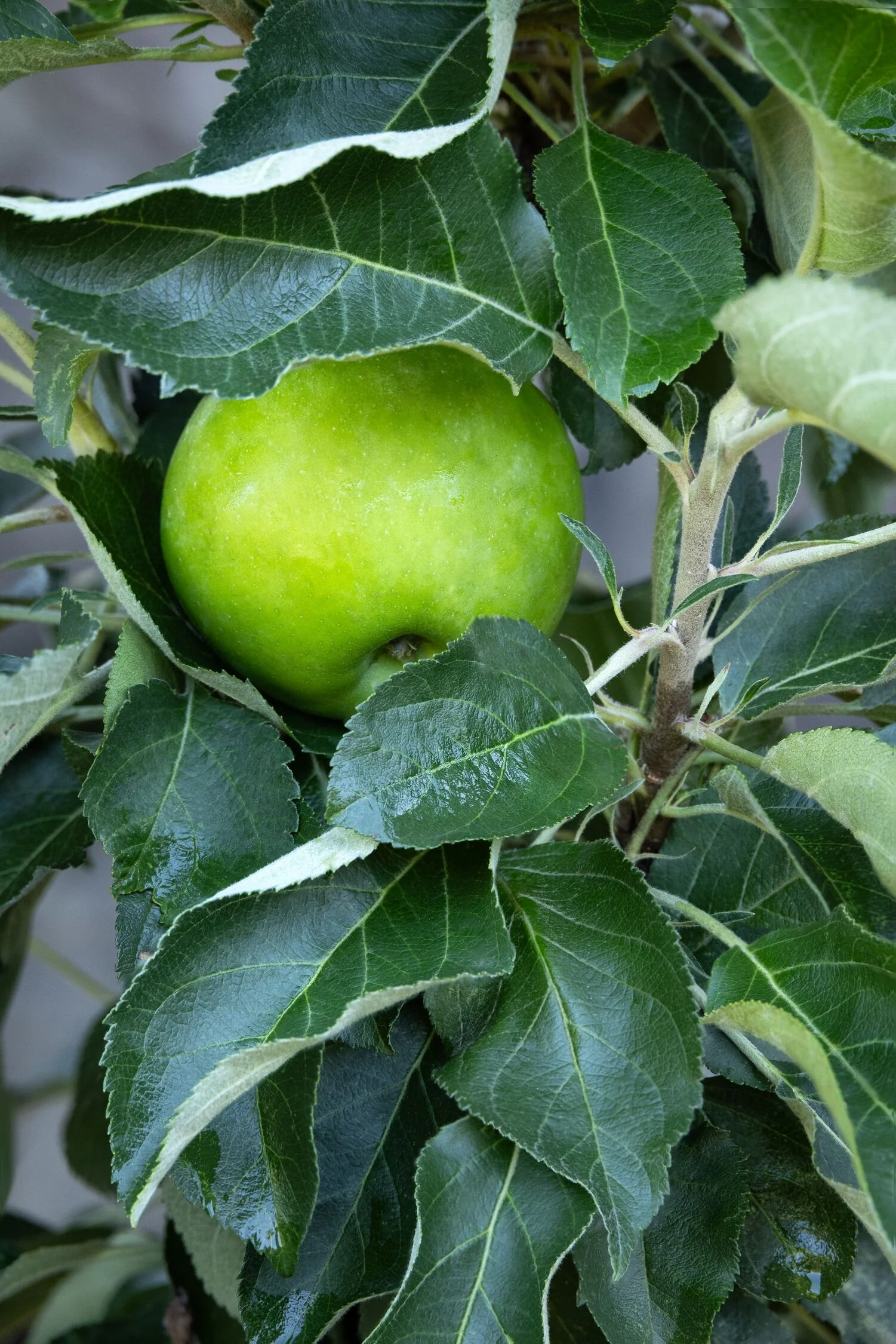 Fruit Snacks® Tangy Green™ Columnar Apple 12 Fruit Snacks® Tangy Green™ Columnar Apple