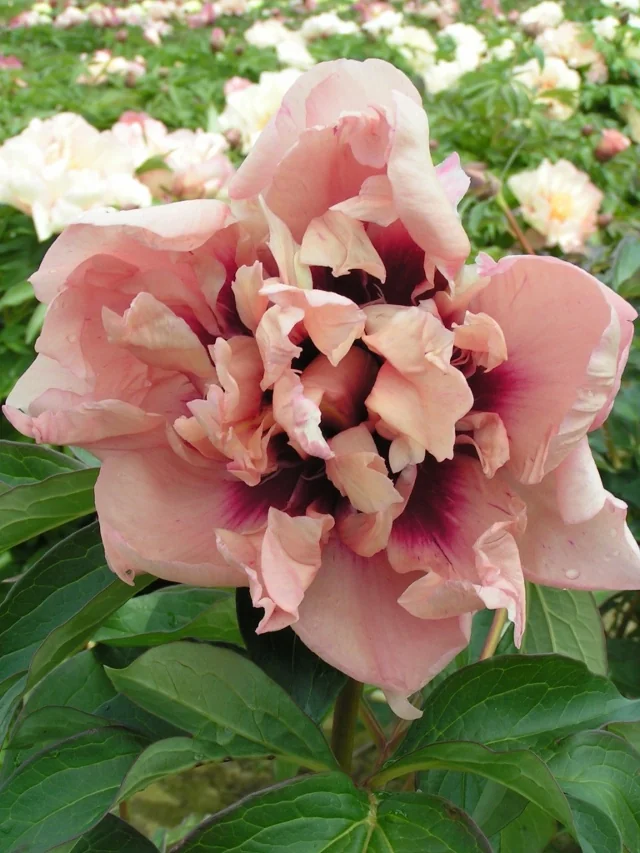 Oochigeas Itoh Peony 15 Oochigeas Itoh Peony