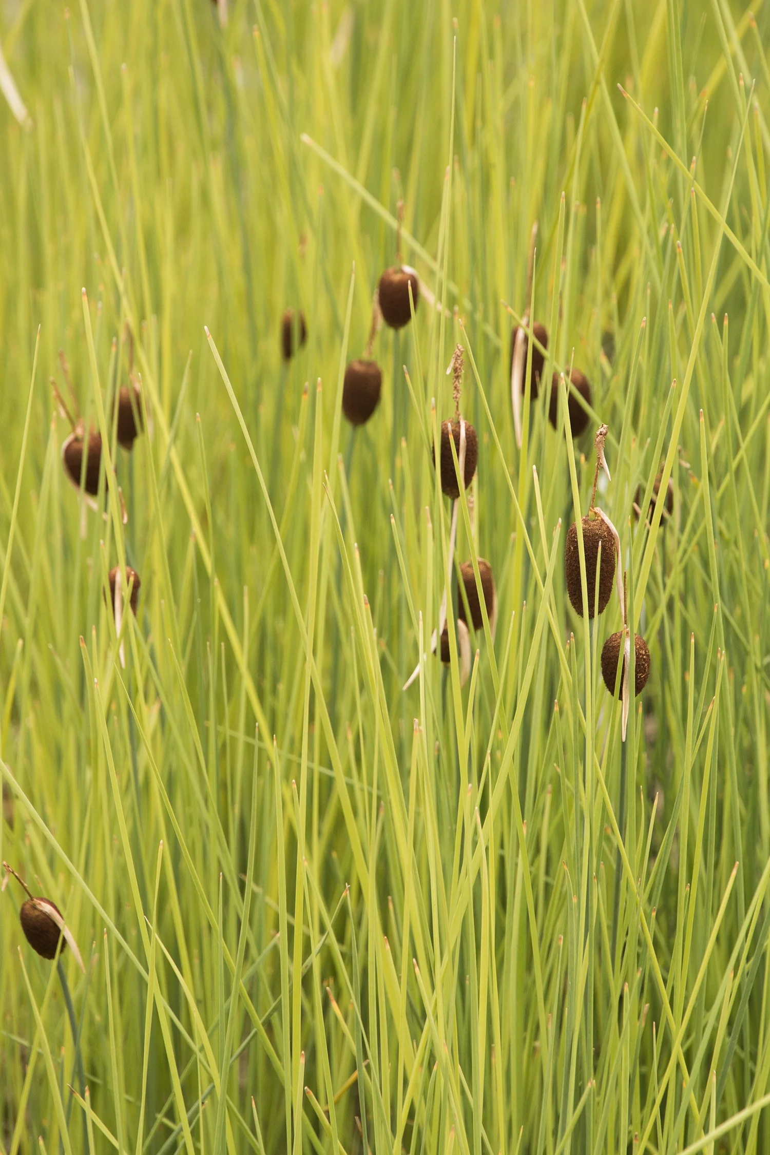 Miniature Cattail 9 Miniature Cattail