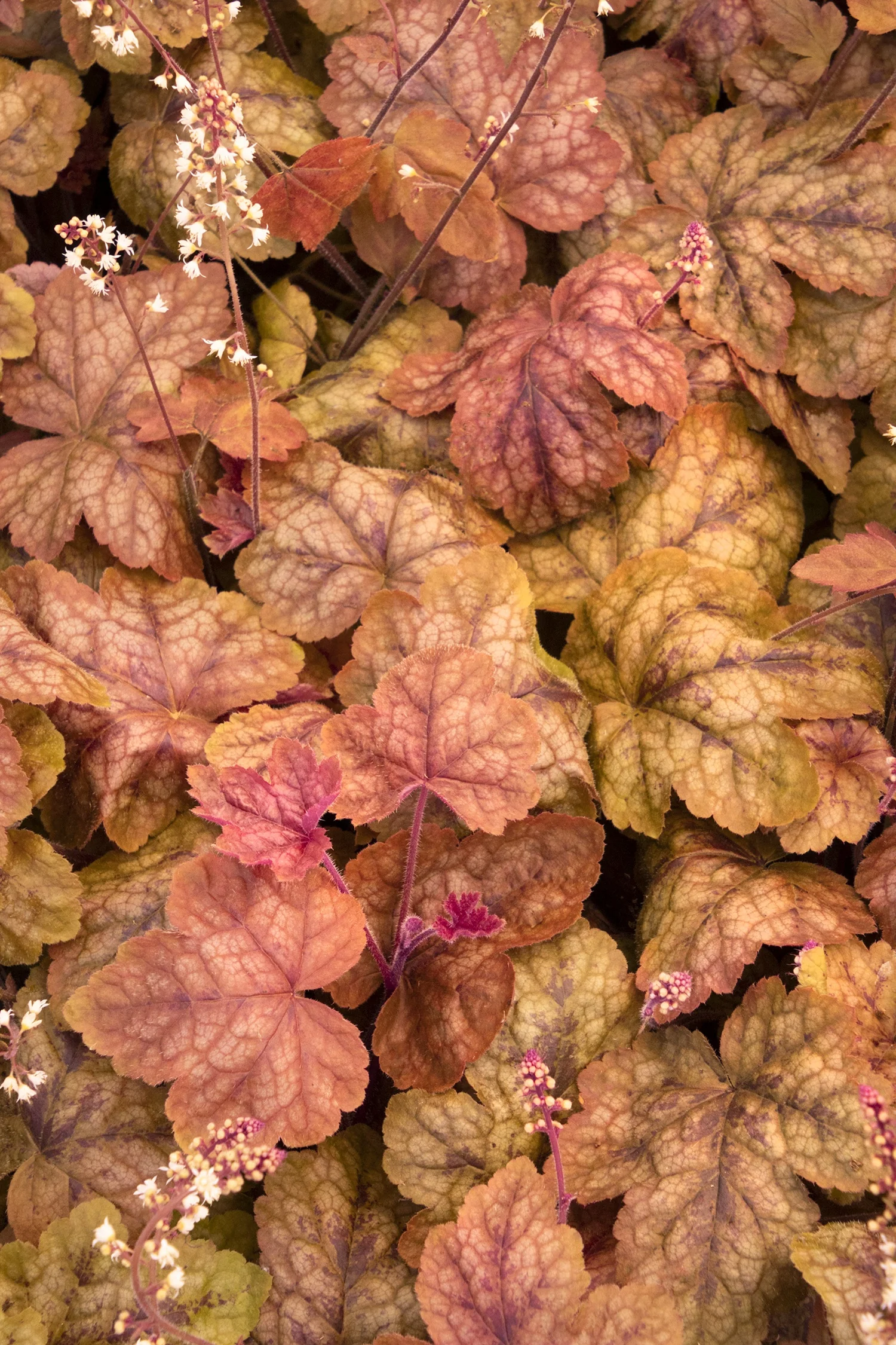 Redstone Falls Trailing Heucherella
