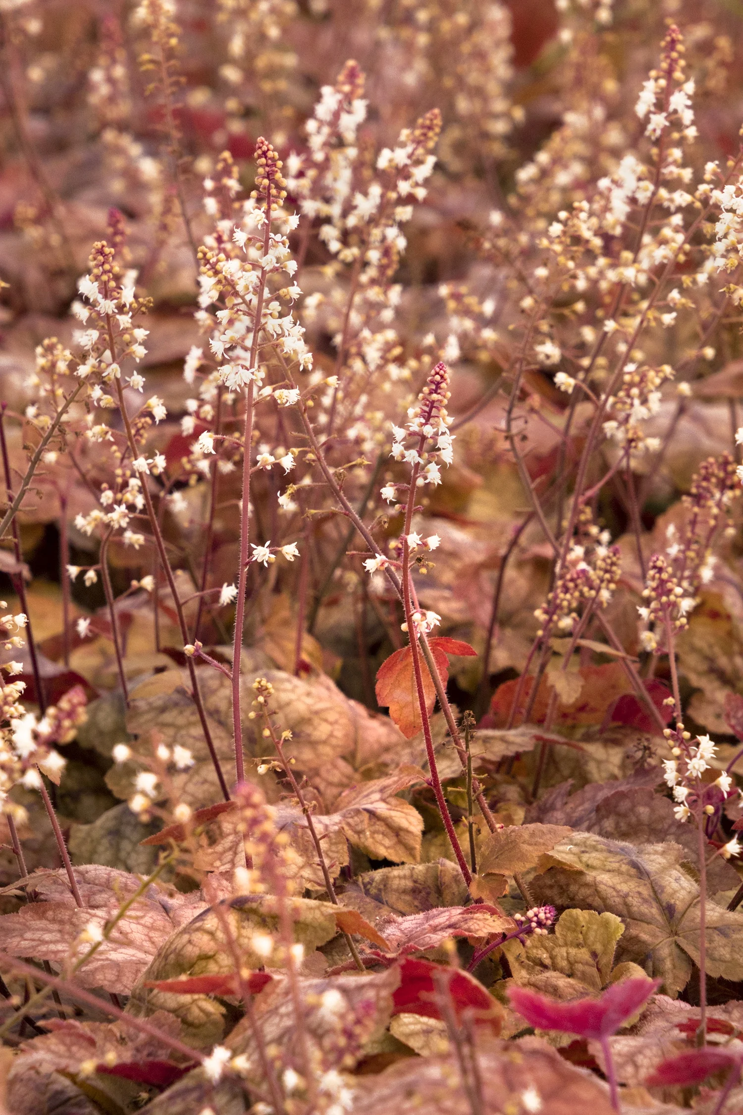 Redstone Falls Trailing Heucherella 4 Redstone Falls Trailing Heucherella