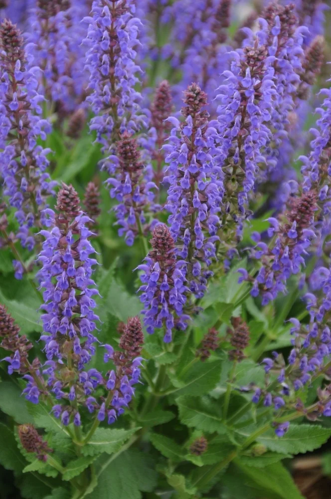 Sallyrosa™ April Night Meadow Sage 6 Sallyrosa™ April Night Meadow Sage