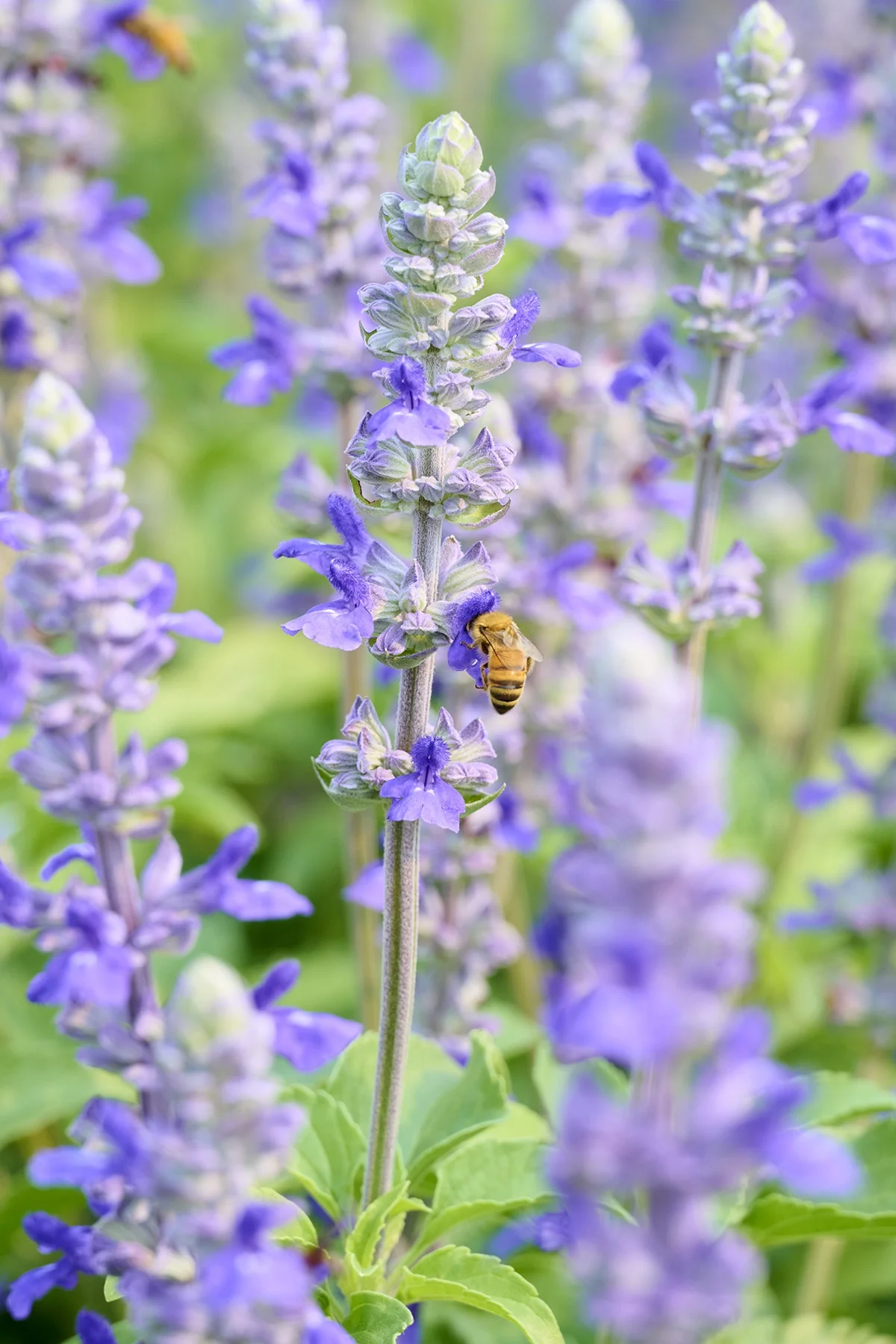 Mystic Spires Blue Salvia