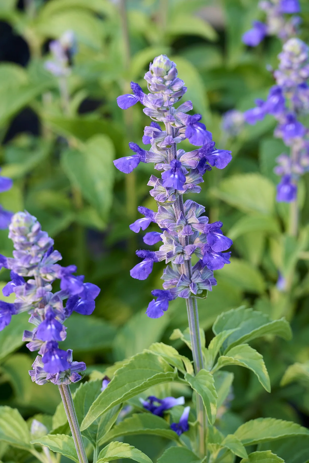 Mystic Spires Blue Salvia 2 Mystic Spires Blue Salvia