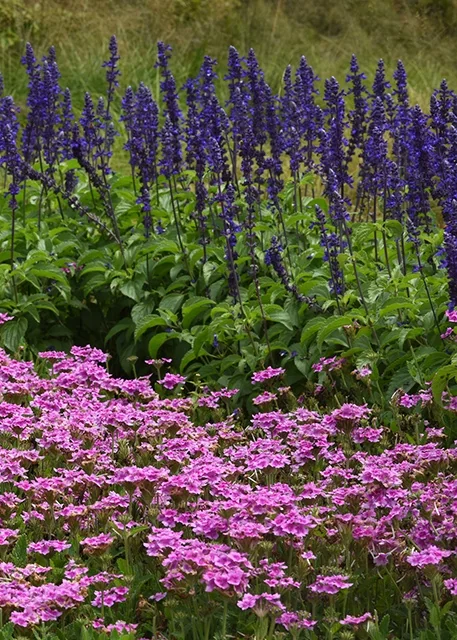 Mystic Spires Blue Salvia 3 Mystic Spires Blue Salvia