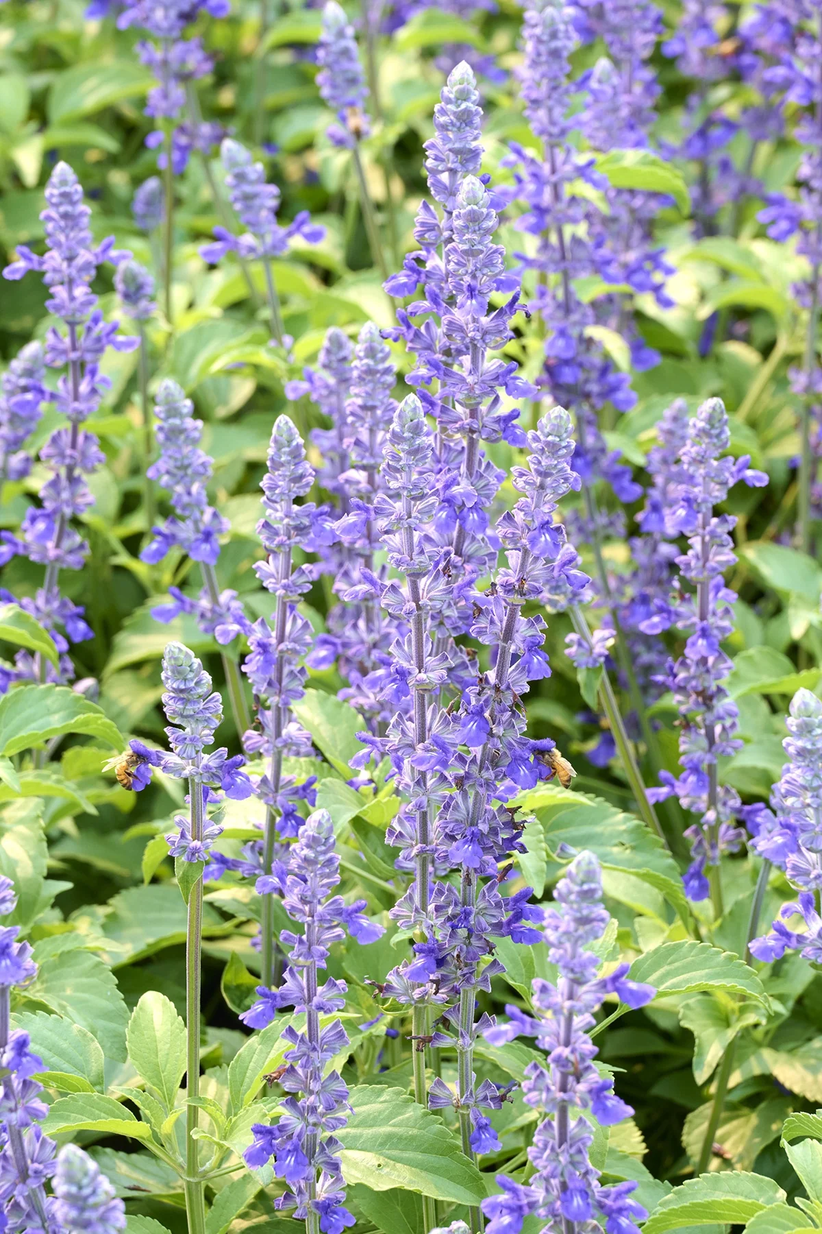 Mystic Spires Blue Salvia 4 Mystic Spires Blue Salvia