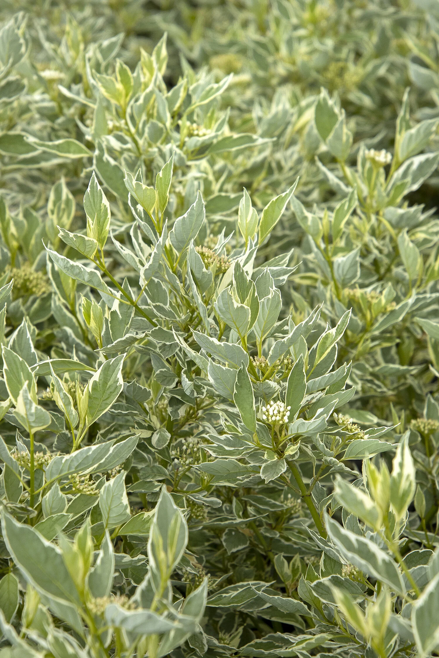 Creme de Mint™ Dogwood 1 Creme de Mint™ Dogwood