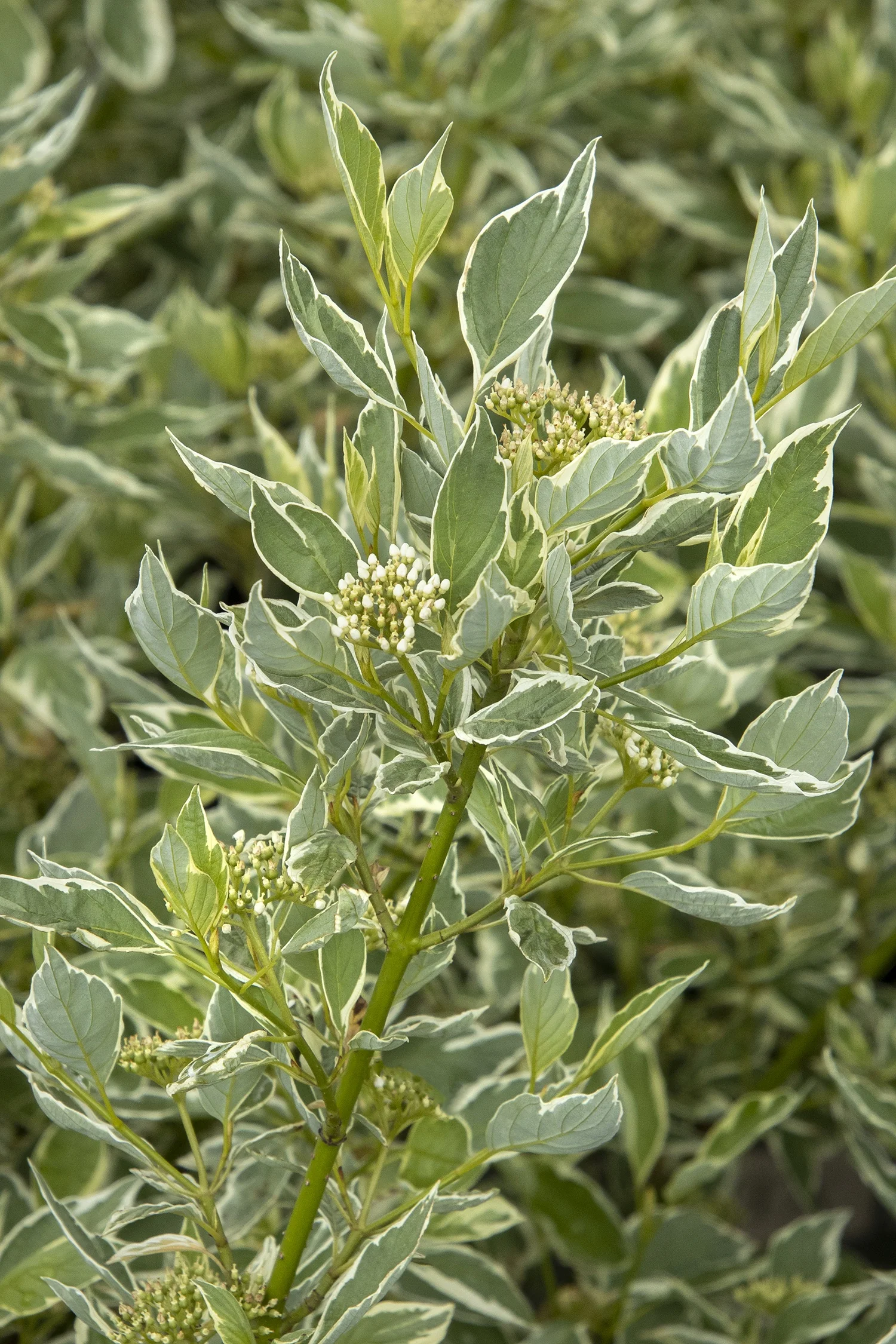 Creme de Mint™ Dogwood 2 Creme de Mint™ Dogwood