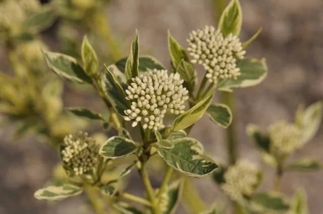 Creme de Mint™ Dogwood 3 Creme de Mint™ Dogwood