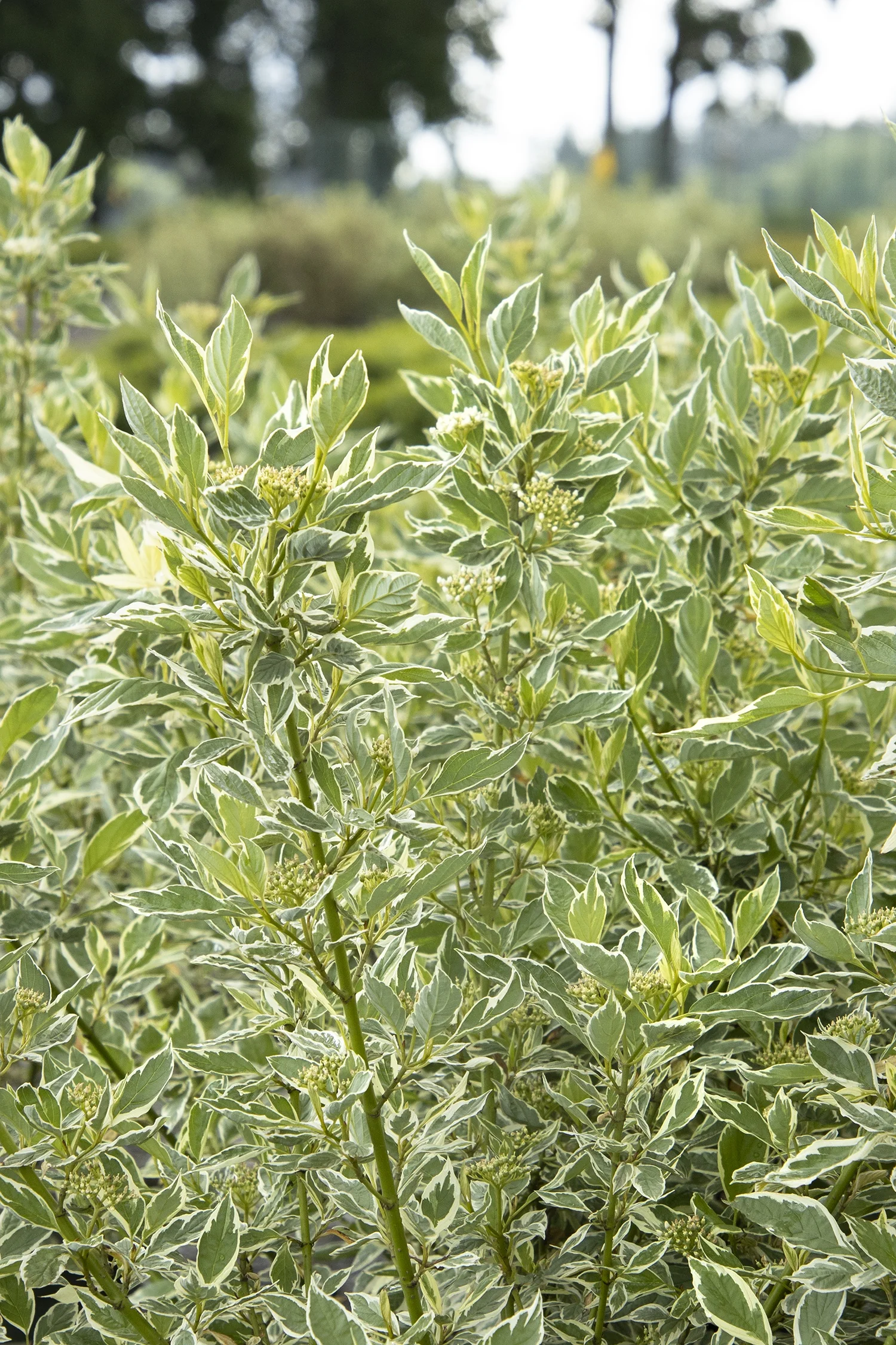 Creme de Mint™ Dogwood 4 Creme de Mint™ Dogwood