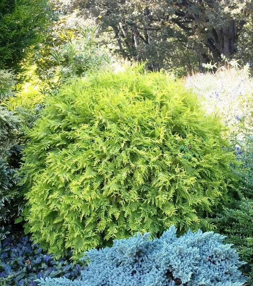 Golden Globe Arborvitae 10 Golden Globe Arborvitae