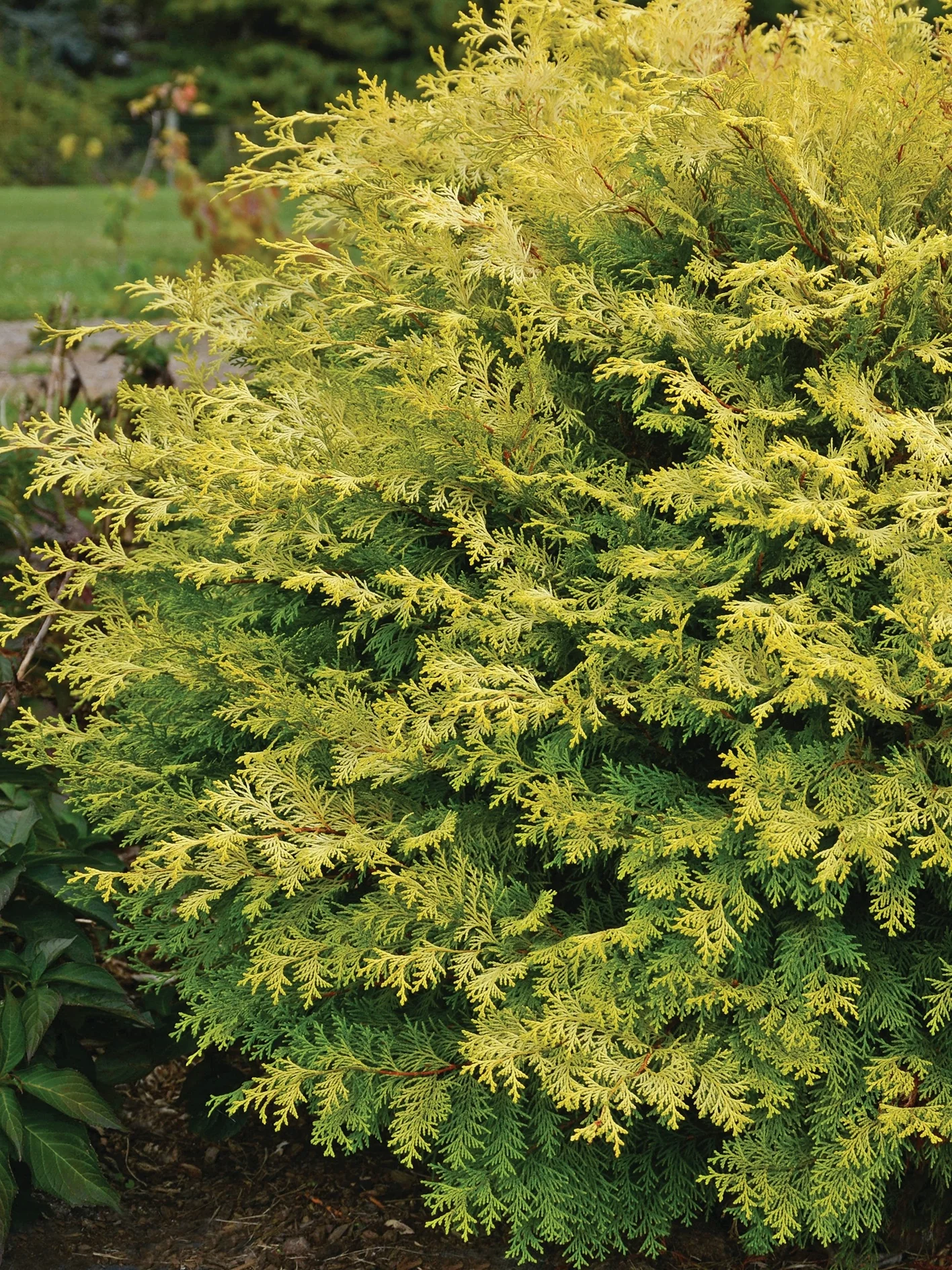 Night Light® Hinoki Cypress