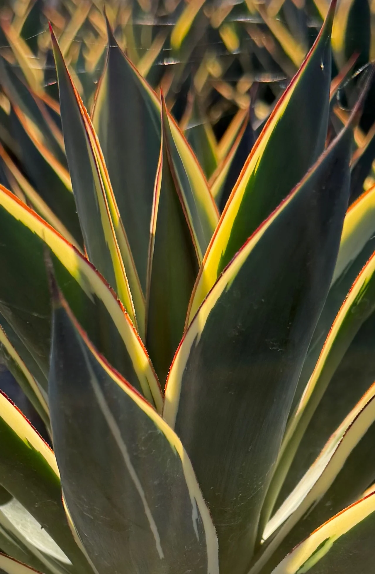 California Glow Agave 2 California Glow Agave