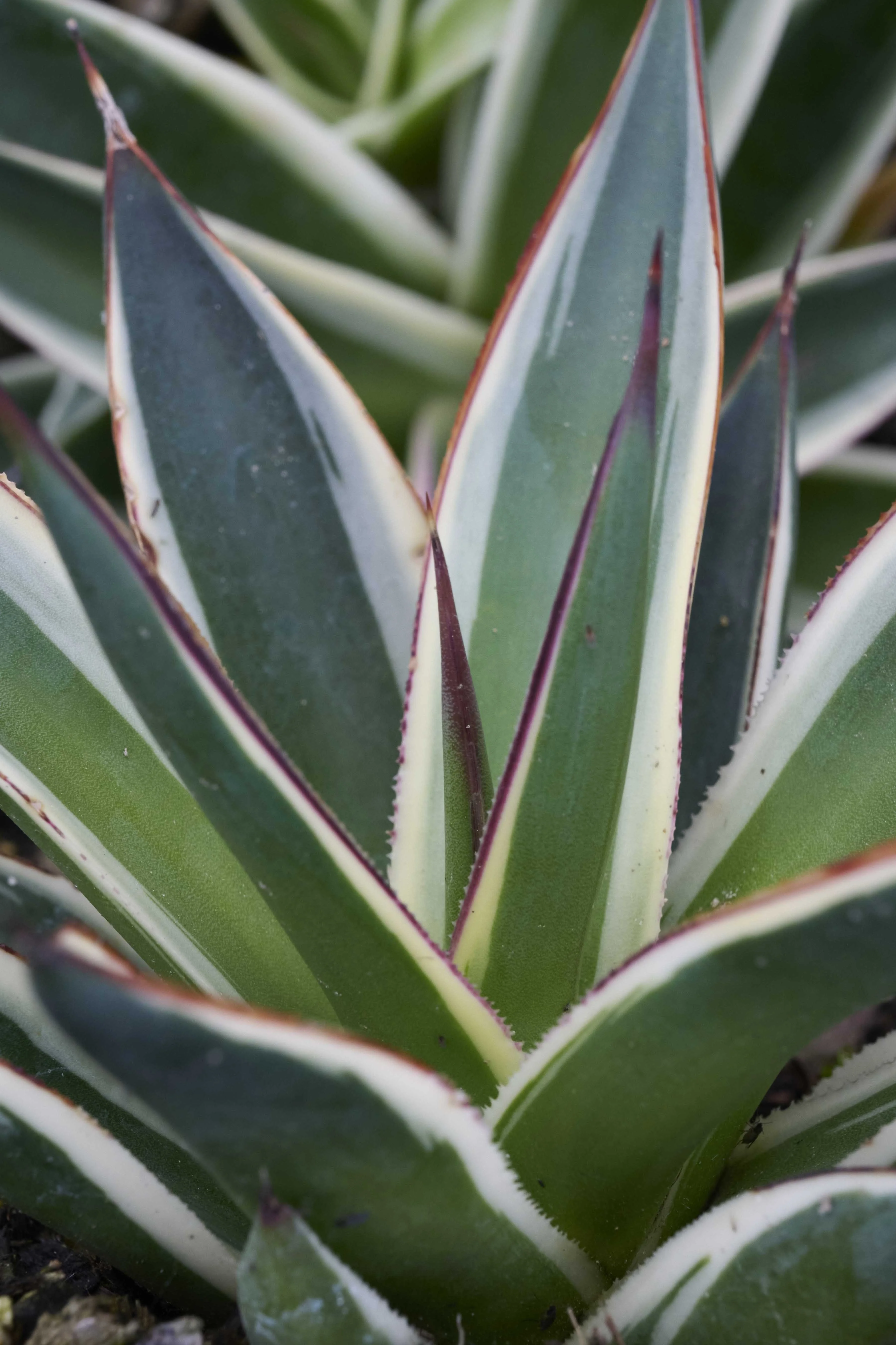 California Glow Agave 2 California Glow Agave