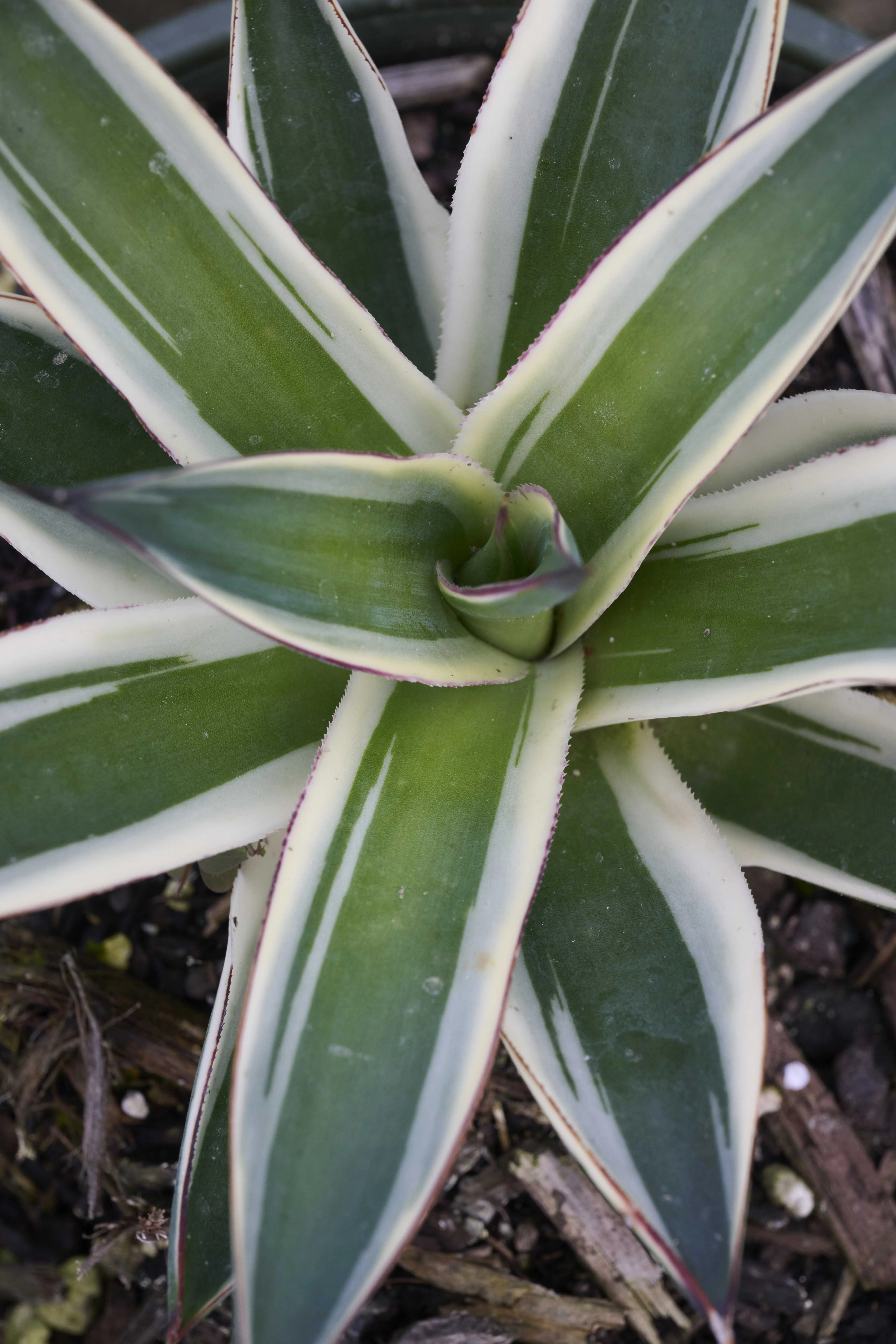 California Glow Agave 3 California Glow Agave