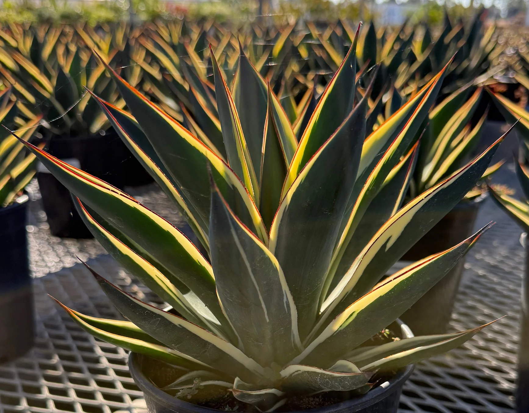 California Glow Agave 4 California Glow Agave