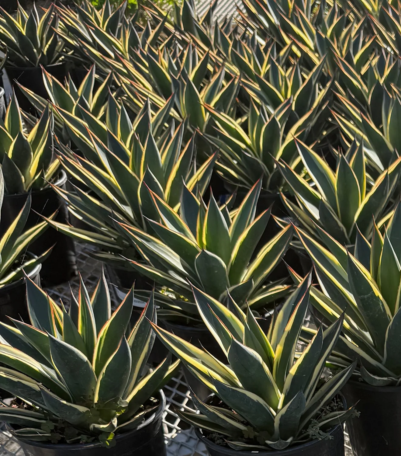 California Glow Agave 5 California Glow Agave