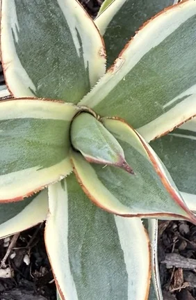 California Glow Agave 6 California Glow Agave