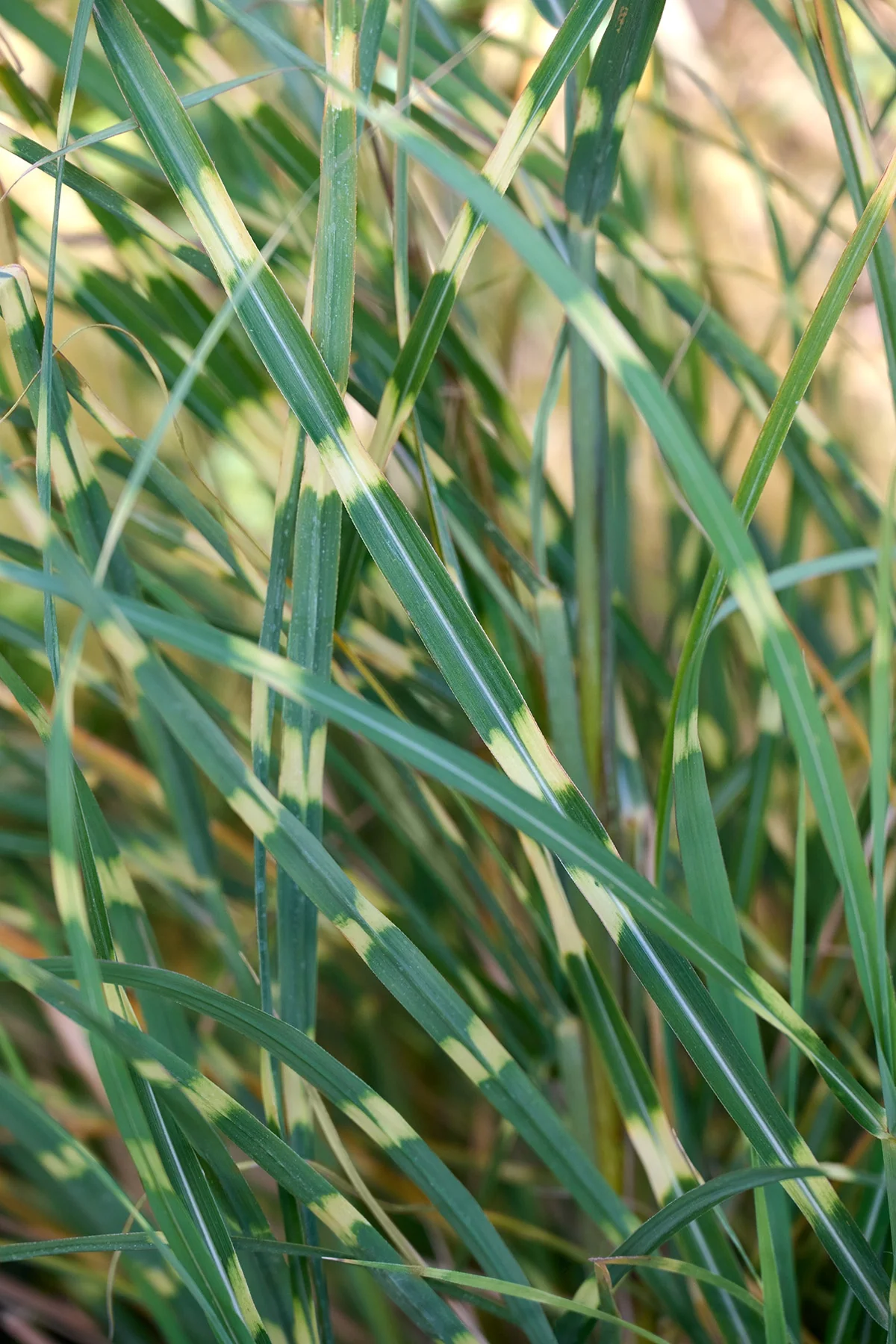 Little Zebra Dwarf Japanese Silver Grass 5 Little Zebra Dwarf Japanese Silver Grass