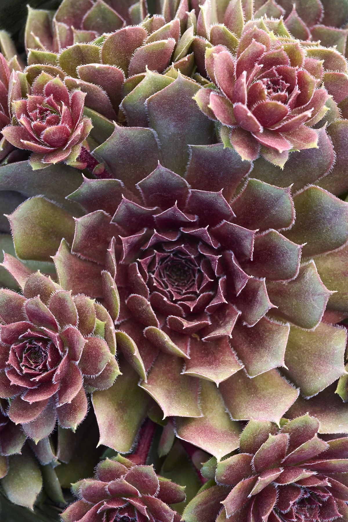 Royal Ruby Hens and Chicks 1 Royal Ruby Hens and Chicks