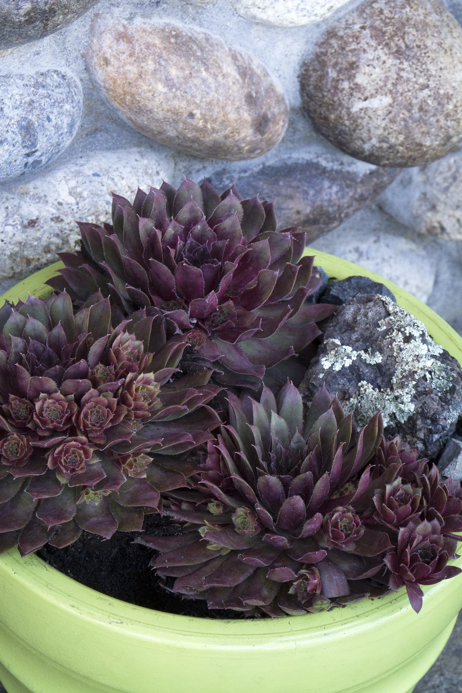 Royal Ruby Hens and Chicks 2 Royal Ruby Hens and Chicks