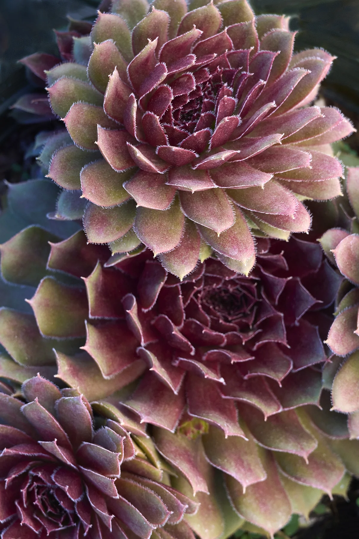Royal Ruby Hens and Chicks 3 Royal Ruby Hens and Chicks
