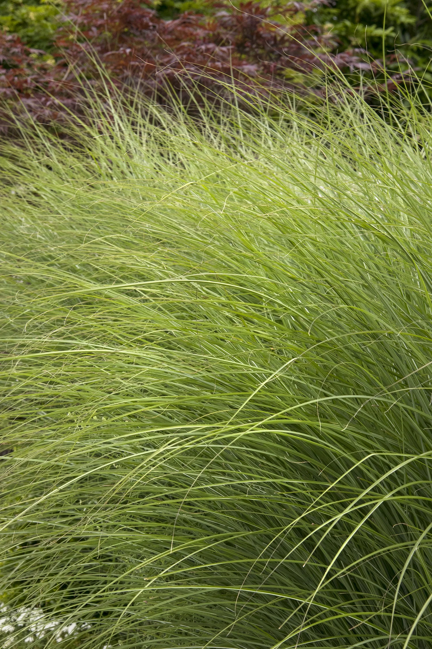 Maiden Grass 5 Maiden Grass