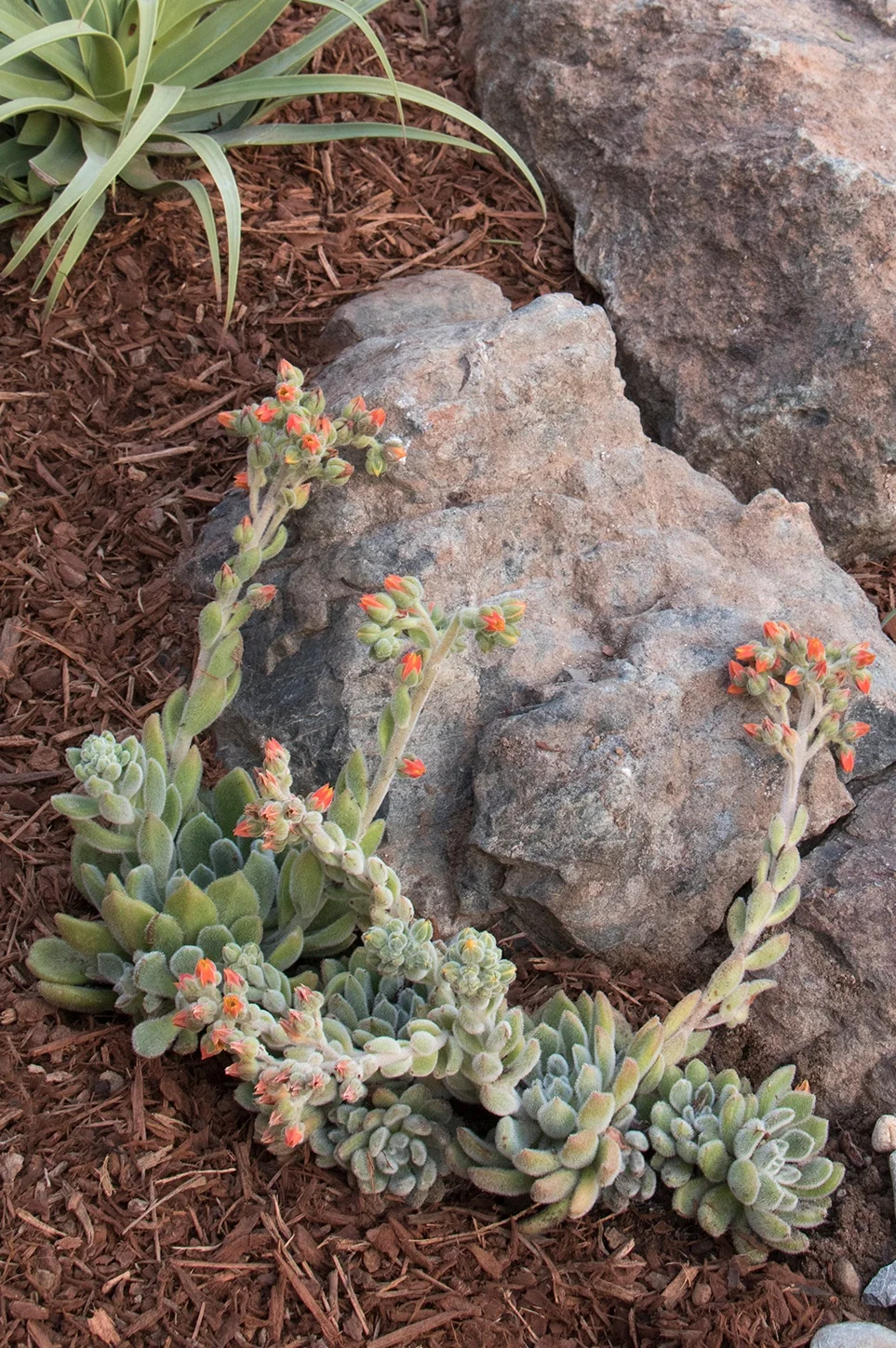 Firecracker Echeveria 7 Firecracker Echeveria