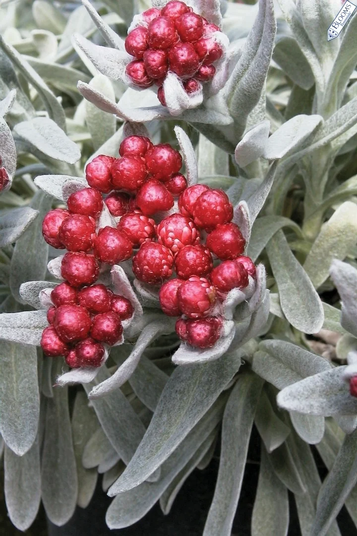 Ruby Cluster Strawflower 2 Ruby Cluster Strawflower