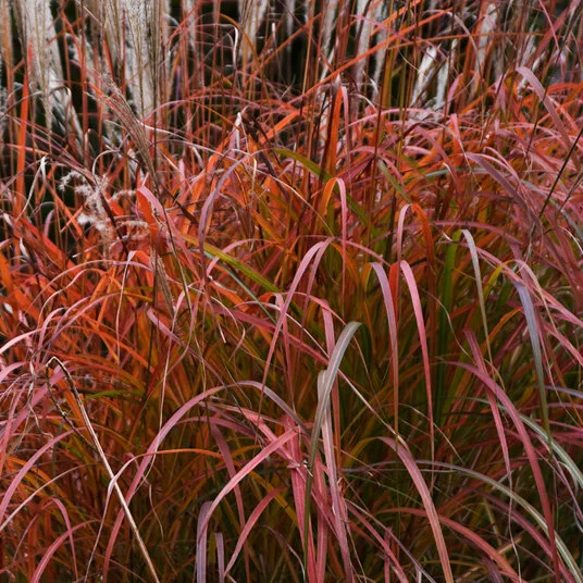 Fire Dragon Maiden Grass 1 Fire Dragon Maiden Grass