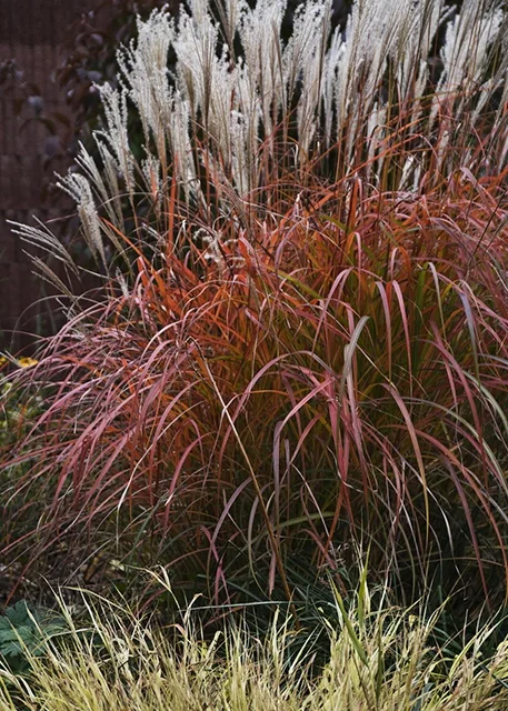 Fire Dragon Maiden Grass 2 Fire Dragon Maiden Grass